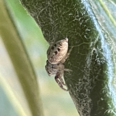 Opisthoncus grassator at Braddon, ACT - 8 Jan 2023