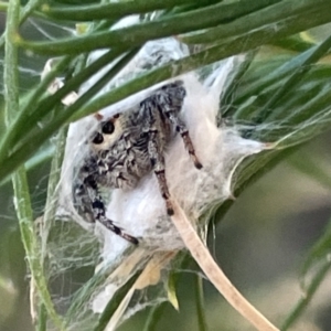 Opisthoncus sp. (genus) at Ainslie, ACT - 8 Jan 2023