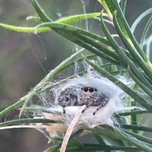 Opisthoncus sp. (genus) at Ainslie, ACT - 8 Jan 2023