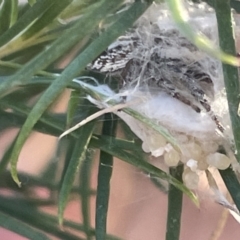 Opisthoncus sp. (genus) at Ainslie, ACT - 8 Jan 2023