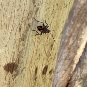 Dindymus versicolor at Braddon, ACT - 8 Jan 2023