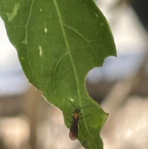 Braconidae (family) at Canberra, ACT - 9 Jan 2023