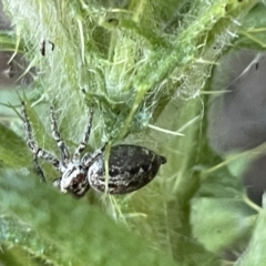 Salticidae (family) (Unidentified Jumping spider) at Commonwealth & Kings Parks - 9 Jan 2023 by Hejor1