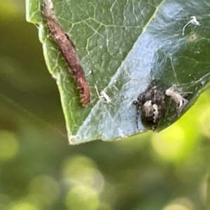 Salticidae (family) at Parkes, ACT - 9 Jan 2023