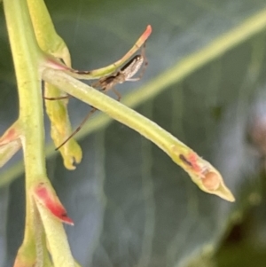 Tetragnatha sp. (genus) at Parkes, ACT - 9 Jan 2023