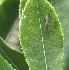 Tetragnatha demissa (Tetragnatha demissa) at Commonwealth & Kings Parks - 9 Jan 2023 by Hejor1