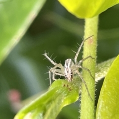 Oxyopes sp. (genus) (Lynx spider) at Canberra, ACT - 10 Jan 2023 by Hejor1