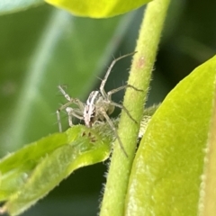 Oxyopes sp. (genus) at Canberra, ACT - 10 Jan 2023