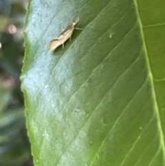 Thema psammoxantha (A concealer moth) at Haig Park - 10 Jan 2023 by Hejor1