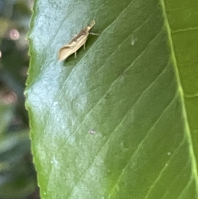 Thema psammoxantha (A concealer moth) at Haig Park - 10 Jan 2023 by Hejor1