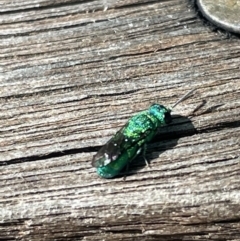 Primeuchroeus sp. (genus) (Cuckoo Wasp) at Haig Park - 10 Jan 2023 by Hejor1