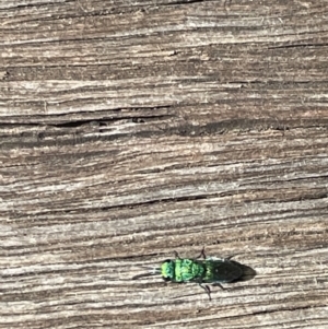 Primeuchroeus sp. (genus) at Braddon, ACT - 10 Jan 2023