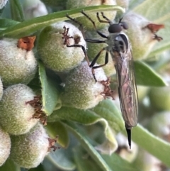 Cerdistus sp. (genus) (Slender Robber Fly) at Braddon, ACT - 10 Jan 2023 by Hejor1