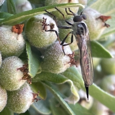 Cerdistus sp. (genus) (Slender Robber Fly) at Braddon, ACT - 10 Jan 2023 by Hejor1