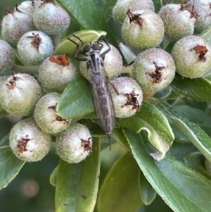 Cerdistus sp. (genus) at Braddon, ACT - 10 Jan 2023