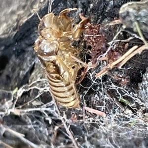 Yoyetta sp. (genus) at Ainslie, ACT - 11 Jan 2023