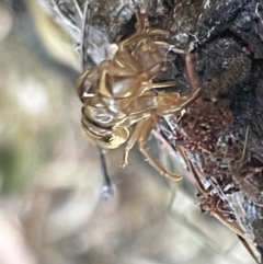 Yoyetta sp. (genus) at Ainslie, ACT - 11 Jan 2023