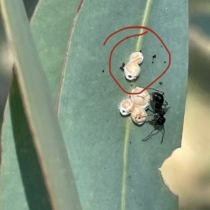 Formicidae (family) at Ainslie, ACT - 11 Jan 2023