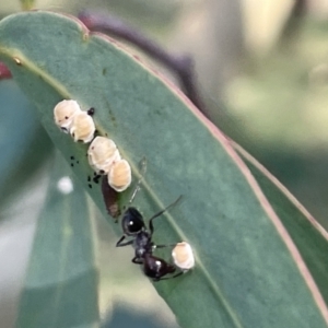 Formicidae (family) at Ainslie, ACT - 11 Jan 2023