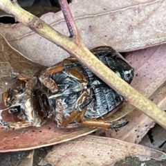 Anoplognathus sp. (genus) at Ainslie, ACT - 11 Jan 2023 05:00 PM