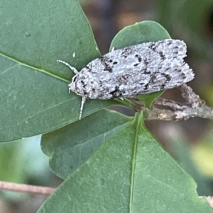 Philobota philostaura at Ainslie, ACT - 11 Jan 2023 04:55 PM