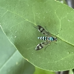 Heteropsilopus ingenuus (A long-legged fly) at Corroboree Park - 11 Jan 2023 by Hejor1