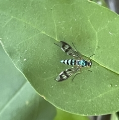 Heteropsilopus ingenuus (A long-legged fly) at Ainslie, ACT - 11 Jan 2023 by Hejor1