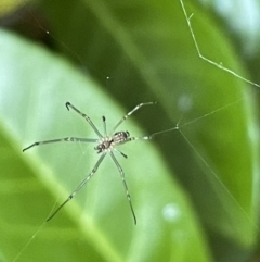 Leucauge sp. (genus) (Silver Orb-weaver) at Ainslie, ACT - 11 Jan 2023 by Hejor1