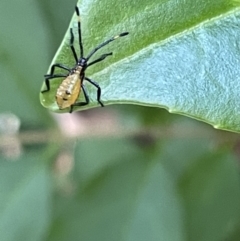 Coreidae (family) (Coreid plant bug) at Corroboree Park - 11 Jan 2023 by Hejor1