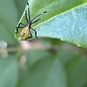 Coreidae (family) at Ainslie, ACT - 11 Jan 2023 04:55 PM