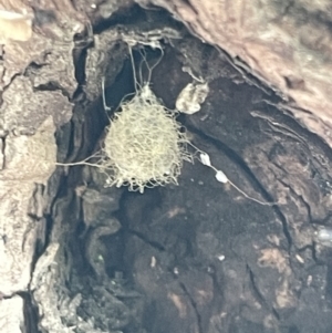 Australomimetus sp. (genus) at Braddon, ACT - 11 Jan 2023 04:24 PM