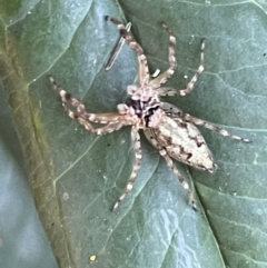 Helpis minitabunda (Threatening jumping spider) at Corroboree Park - 11 Jan 2023 by Hejor1