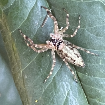 Helpis minitabunda (Threatening jumping spider) at Ainslie, ACT - 11 Jan 2023 by Hejor1