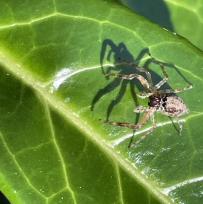 Helpis minitabunda (Threatening jumping spider) at Ainslie, ACT - 11 Jan 2023 by Hejor1