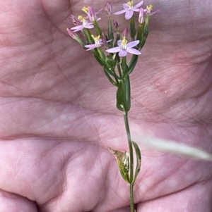 Centaurium sp. at Campbell, ACT - 12 Jan 2023