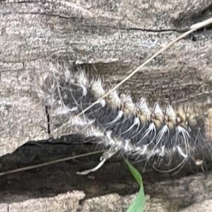 Anthela (genus) at Campbell, ACT - 12 Jan 2023