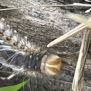 Anthela (genus) at Campbell, ACT - 12 Jan 2023