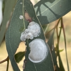 Lasiopsylla sp. (genus) (Psyllid or Lerp insect) at Campbell, ACT - 12 Jan 2023 by Hejor1