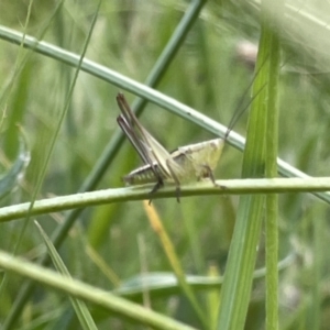 Conocephalus semivittatus at Kaleen, ACT - 13 Jan 2023