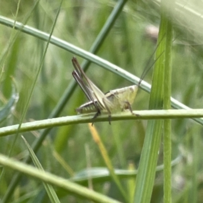 Conocephalus semivittatus (Meadow katydid) at O'Connor Ridge to Gungahlin Grasslands - 13 Jan 2023 by Hejor1