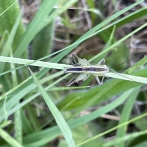 Conocephalus semivittatus at Kaleen, ACT - 13 Jan 2023