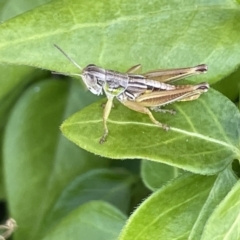 Praxibulus sp. (genus) (A grasshopper) at Kaleen, ACT - 13 Jan 2023 by Hejor1