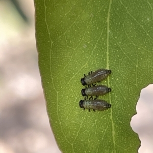 Paropsisterna beata at Casey, ACT - 14 Jan 2023