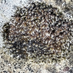 Grimmia sp. at Casey, ACT - 14 Jan 2023 11:32 AM