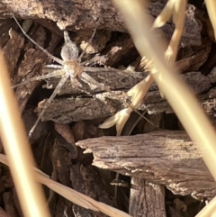 Tamopsis sp. (genus) (Two-tailed spider) at Casey, ACT - 14 Jan 2023 by Hejor1