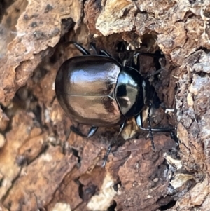 Chalcopteroides cupripennis at Casey, ACT - 14 Jan 2023 06:13 PM