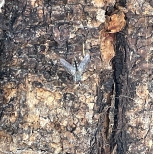 Senostoma sp. (genus) at Casey, ACT - 14 Jan 2023