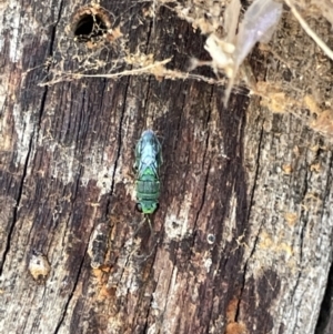 Primeuchroeus sp. (genus) at Casey, ACT - 14 Jan 2023