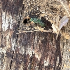 Primeuchroeus sp. (genus) at Casey, ACT - 14 Jan 2023