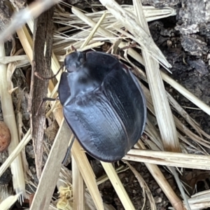 Pterohelaeus piceus at Casey, ACT - 14 Jan 2023 06:26 PM